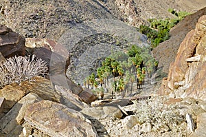 Palm Canyon, Palm Springs