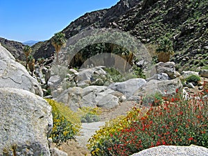 Palm Canyon, wildflowers