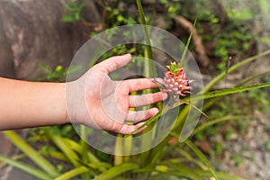 Palm of the child shows with a finger on a small pineapple. on a branch pineapple bush