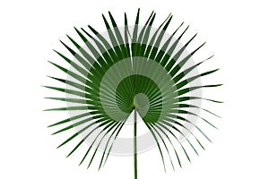Palm with circular leaves or Fan palm frond tropical leaf nature green pattern isolated on white background, clipping path