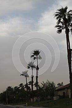 Palm city haboob