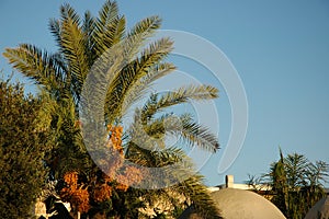 Palm with cluster dates