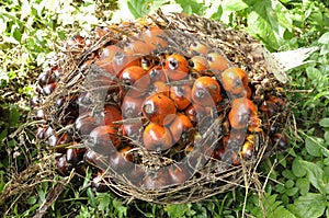 Palm Cluster Fruit Plat Seed