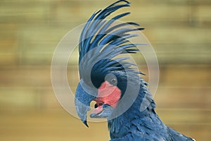 Palm cockatoo