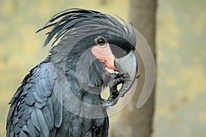 Palm cockatoo