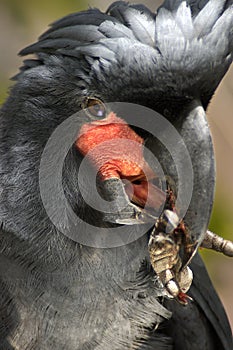 Palm Cockatoo