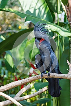 Palm Cockatoo in the bird park of Bali