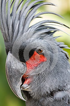 Palm Cockatoo in the bird park of Bali