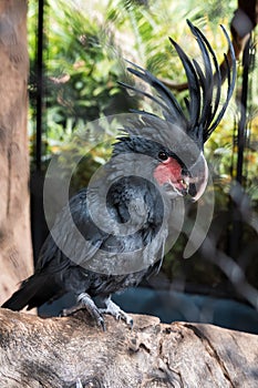 Palm cockatoo in a cage