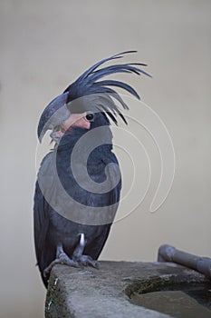 Palm Cockatoo Parrot, Kuala Lumpur, Malaysia