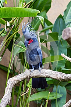 Palm Cockatoo Parrot in nature surrounding