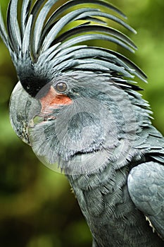 Palm Cockatoo