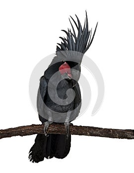 Palm Cockatoo, Probosciger aterrimus