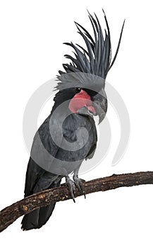 Palm Cockatoo, Probosciger aterrimus photo