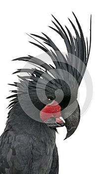 Palm Cockatoo, Probosciger aterrimus photo