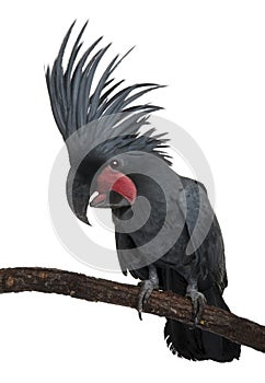 Palm Cockatoo, Probosciger aterrimus, also known as the Goliath Cockatoo
