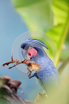 The palm cockatoo Probosciger aterrimus, also known as the goliath cockatoo or great black cockatoo sitting in the middle of a