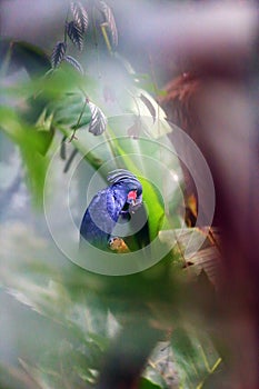 The palm cockatoo Probosciger aterrimus, also known as the goliath cockatoo or great black cockatoo sitting in the middle of a