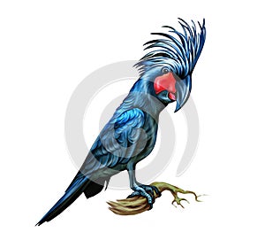 Palm cockatoo Probosciger aterrimus