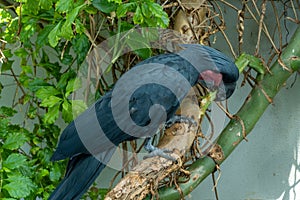 A palm cockatoo Probosciger aterrimus eating close up , also known as the goliath or great black cockatoo in Australia