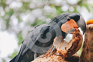 Palm cockatoo Probosciger aterrimus eating coconut shell. Dark parrot in green forest habitat.