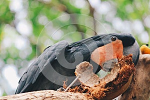Palm cockatoo Probosciger aterrimus eating coconut shell. Dark parrot in green forest habitat.