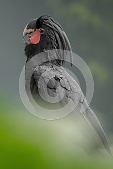 Palm cockatoo, Probosciger aterrimus, goliath cockatoo, great black cockatoo, large smoky-grey or black parrot with red cheeks, cr