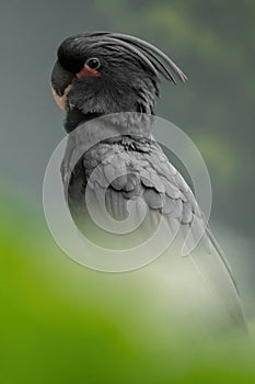 Palm cockatoo, Probosciger aterrimus, goliath cockatoo, great black cockatoo, large smoky-grey or black parrot with red cheeks, cr