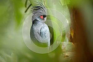 Palm cockatoo, Probosciger aterrimus, large smoky-grey parrot with erected large crest.