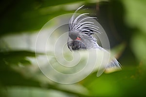 Palm cockatoo, Probosciger aterrimus, large smoky-grey parrot with erected large crest, native to rainforests of New Guinea.