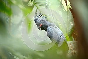 Palm cockatoo, Probosciger aterrimus, large smoky-grey parrot with erected large crest, native to rainforests of New Guinea. Close