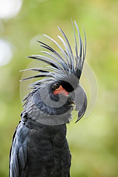Palm Cockatoo - Probosciger aterrimus