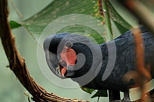 Palm cockatoo, Probosciger aterrimus, perched on branch in rain forest and looking for feed. Black parrot with red cheeks