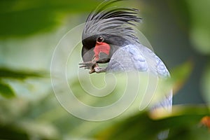 Palm cockatoo, Probosciger aterrimus, portrait.