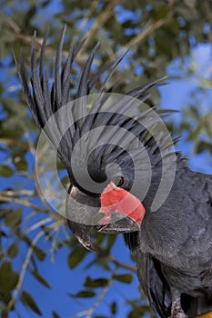 PALM COCKATOO probosciger aterrimus, PORTRAIT OF ADULT