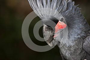 Palm Cockatoo, probosciger aterrimus, Portrait of Adult, Close-up of Head with Crest raised