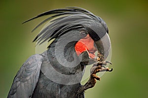 Palm cockatoo, Probosciger aterrimus, talon in the bill, New Guinea. Head of big grey bird. Wildlife scene from New Guinea. Detail