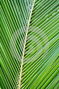 Palm coconut leaves