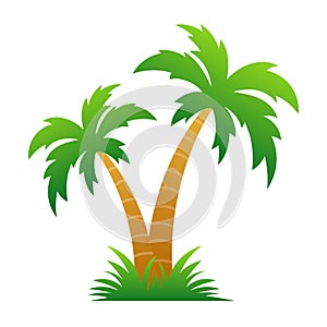 Palm/coconut tree