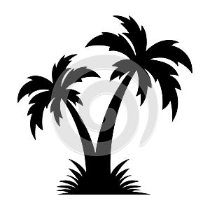 Palm/coconut tree