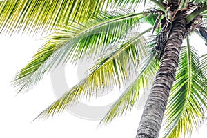 Palm coconut tree against sunlight on white background, tropical
