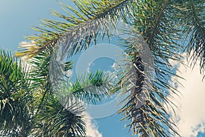 Palm coconut tree on blue sky background with copy space, vintage style, tropical coast.