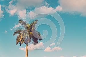 Palm coconut tree on blue sky background with copy space, vintage style, tropical coast.