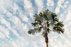 Palm or coconut tree on cloud in morning sky background at the summer time with copy space. travel, fashion and vacation concept