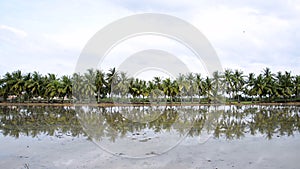 Palm coconut tree reflection in the water