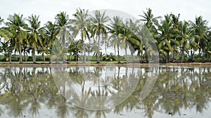 Palm coconut tree reflection in the water