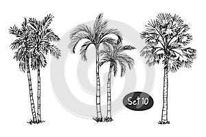 Palm coconut Tree Sketch hand drawn architect