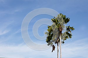 Palm coconut trees against blue sky at tropical beach