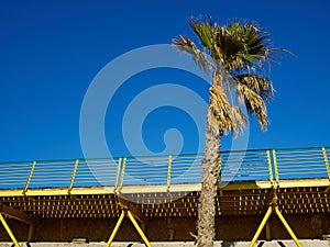 Palm coconut trees on a beautiful beach walkway