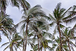 Palm Coconut Trees Nature Landscapes Plants Generic Vegetation In Malindi Kilifi County Coastal Region In Kenya East African